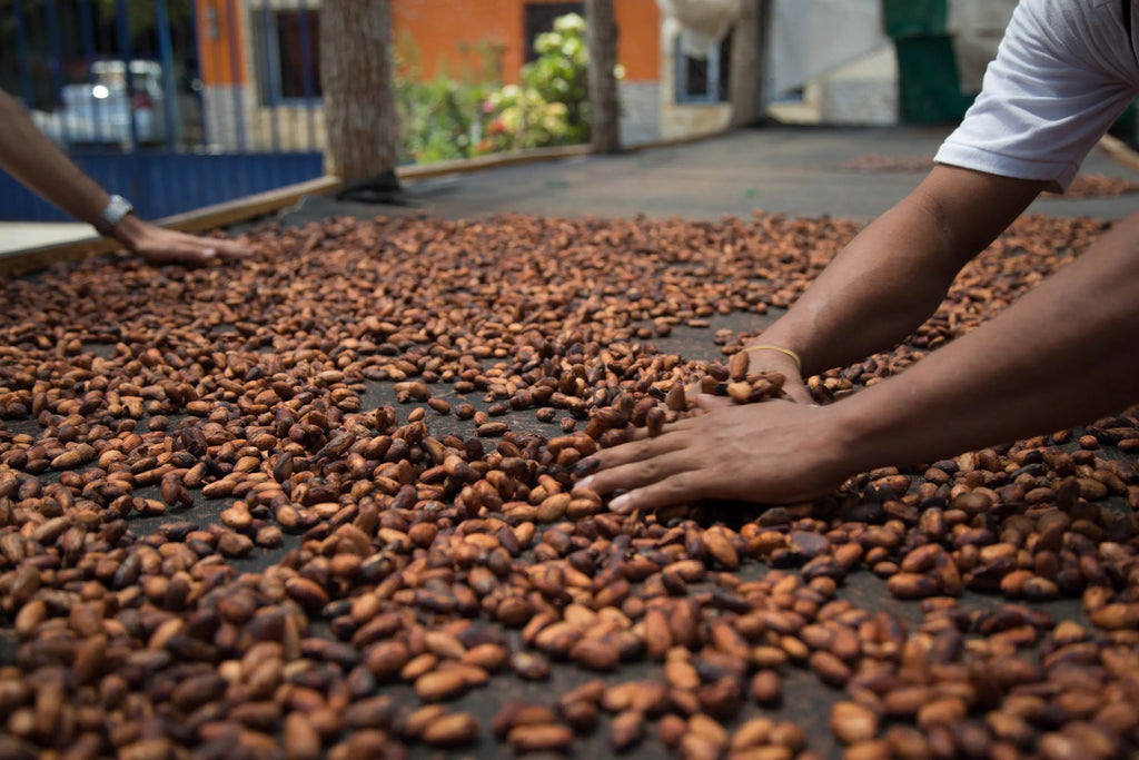 Cacao Beans