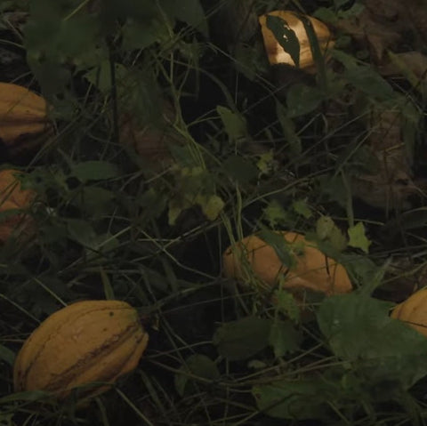 Vanuatu Malekula Island - 2024