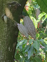 Mexican Ceremonial Cacao - Santana 2024