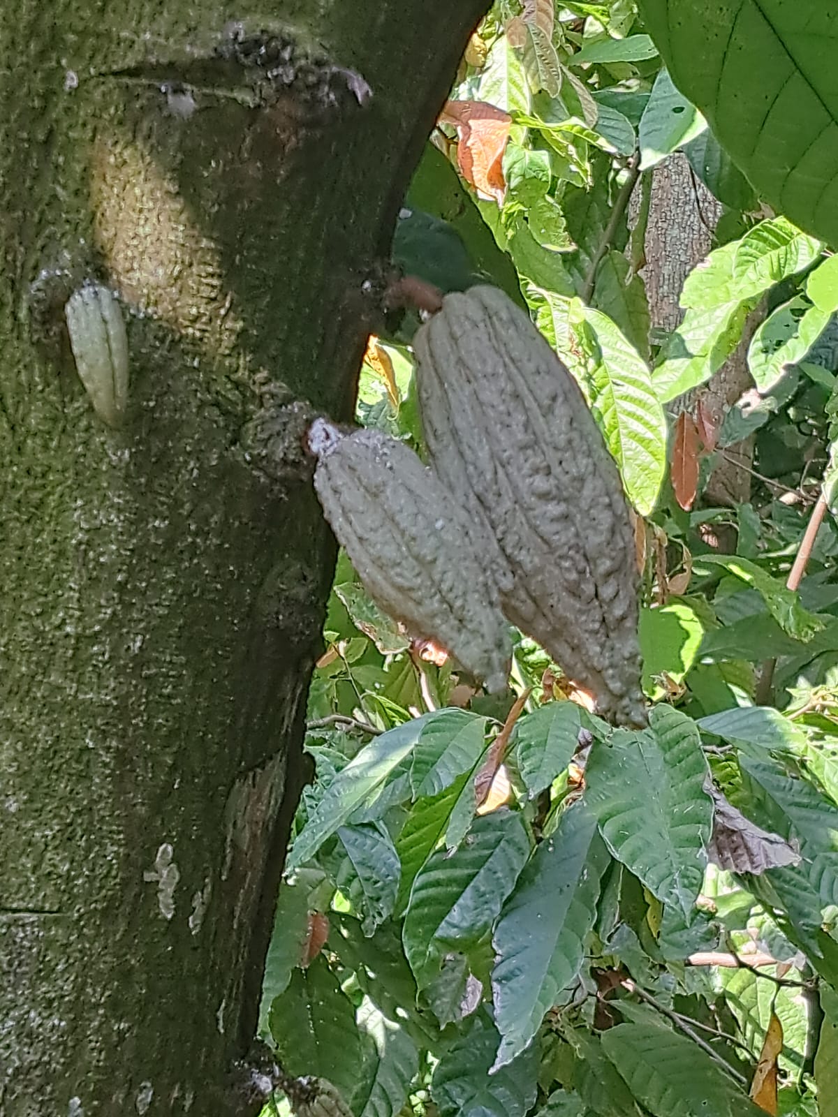 Mexican Ceremonial Cacao - Santana 2024