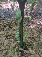 Mexican Ceremonial Cacao - Santana 2024