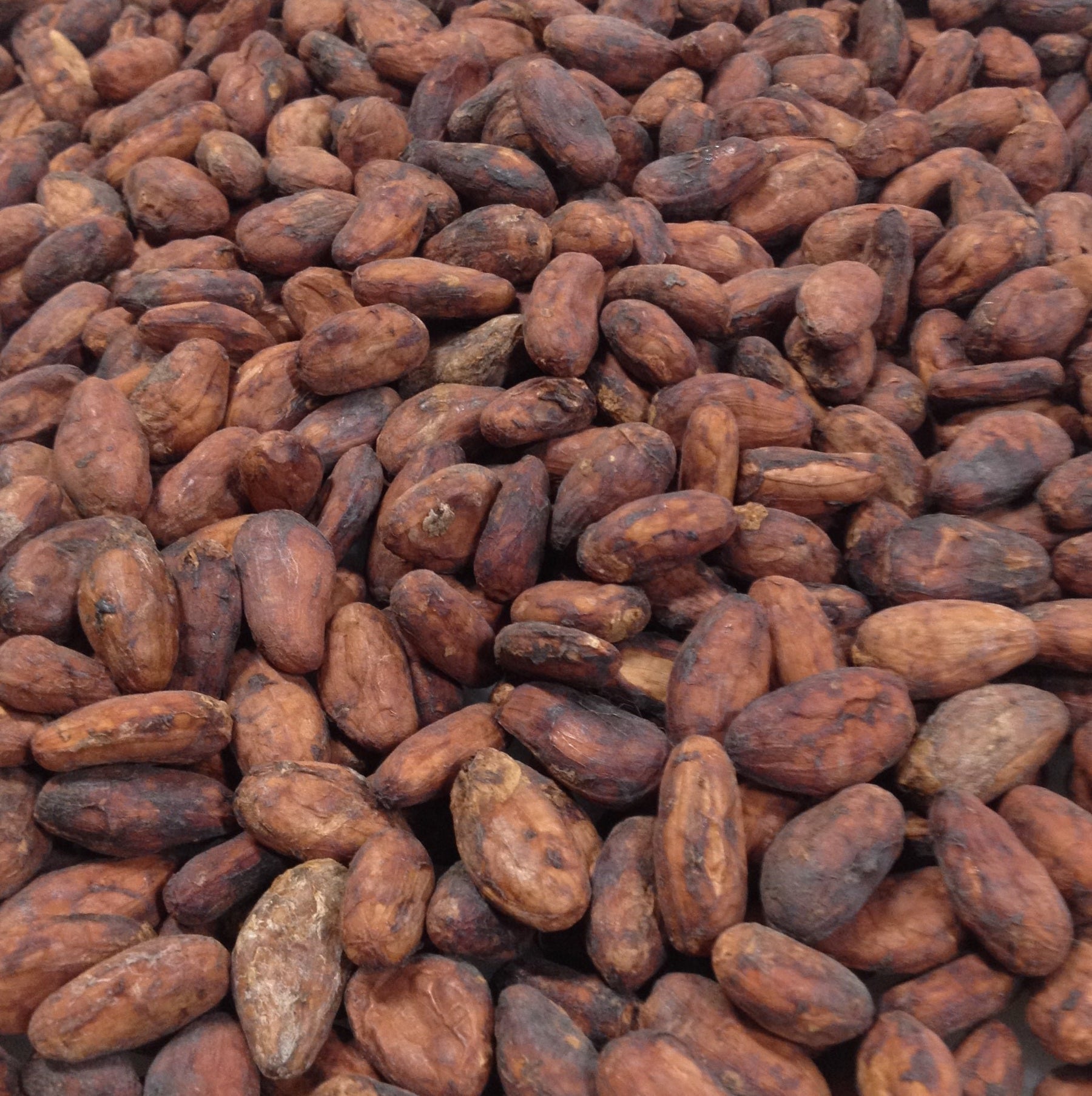 Ecuador Costa Esmeraldas 2023 Direct Trade Cacao Beans & Nibs – Chocolate  Alchemy