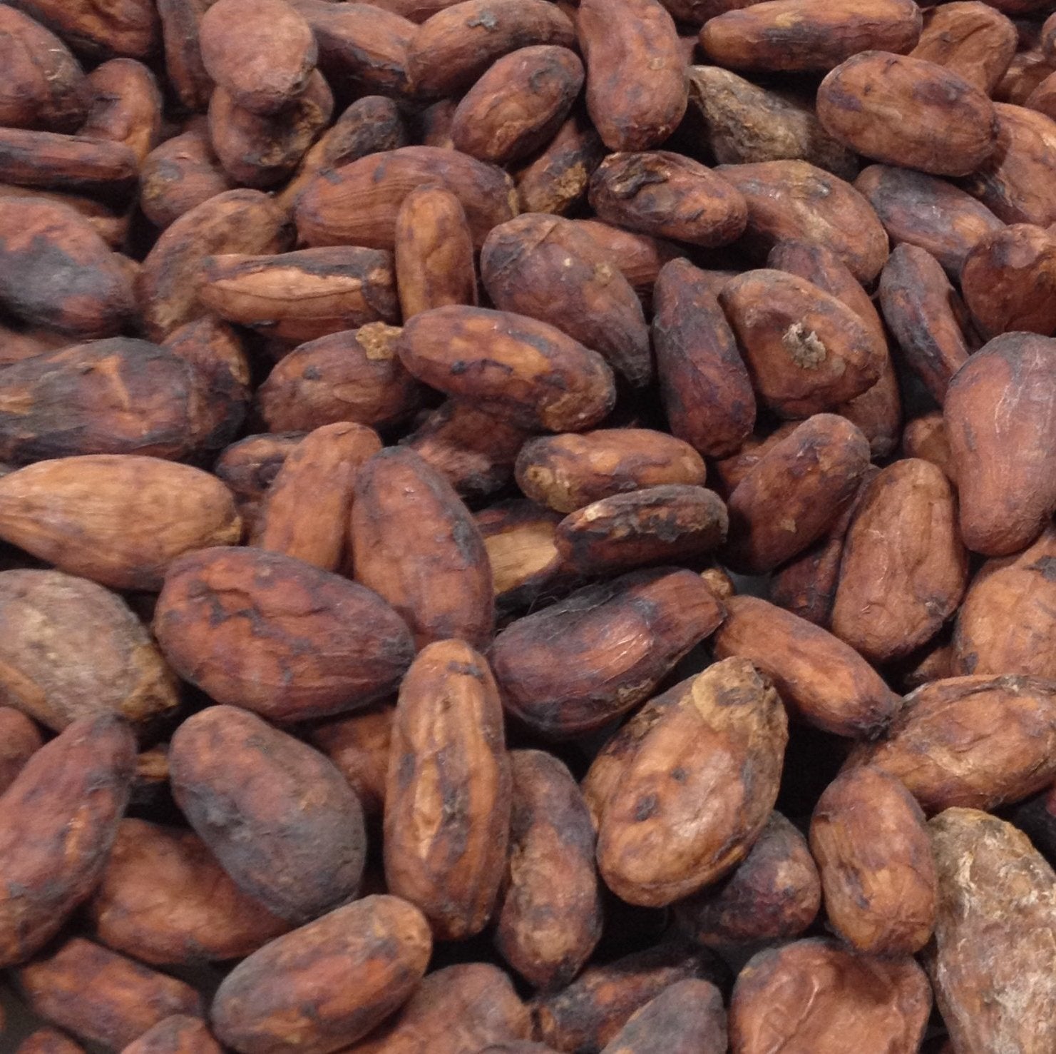 Uganda Semuliki Organic Brewing Cacao