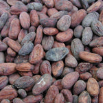 Ghana Rain Forest Alliance 2025