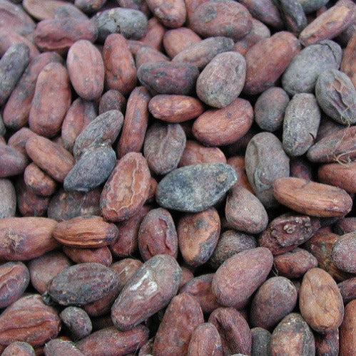 Ghana Rain Forest Alliance 2025