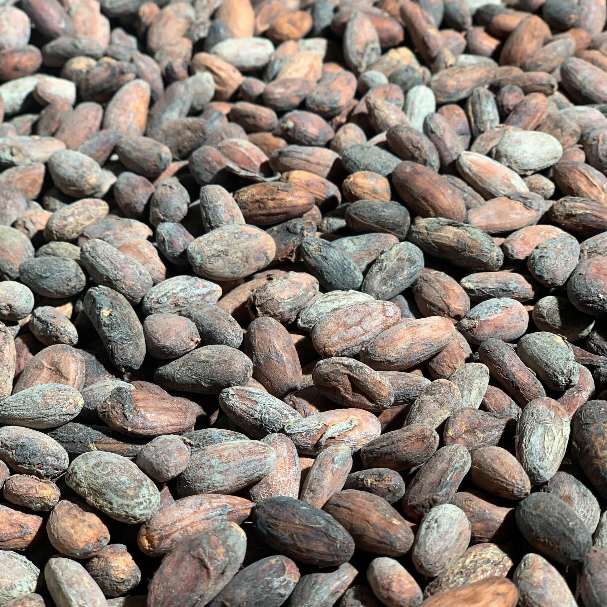 Bolivia - Wild Harvest Three Tribes 2024 Direct Trade