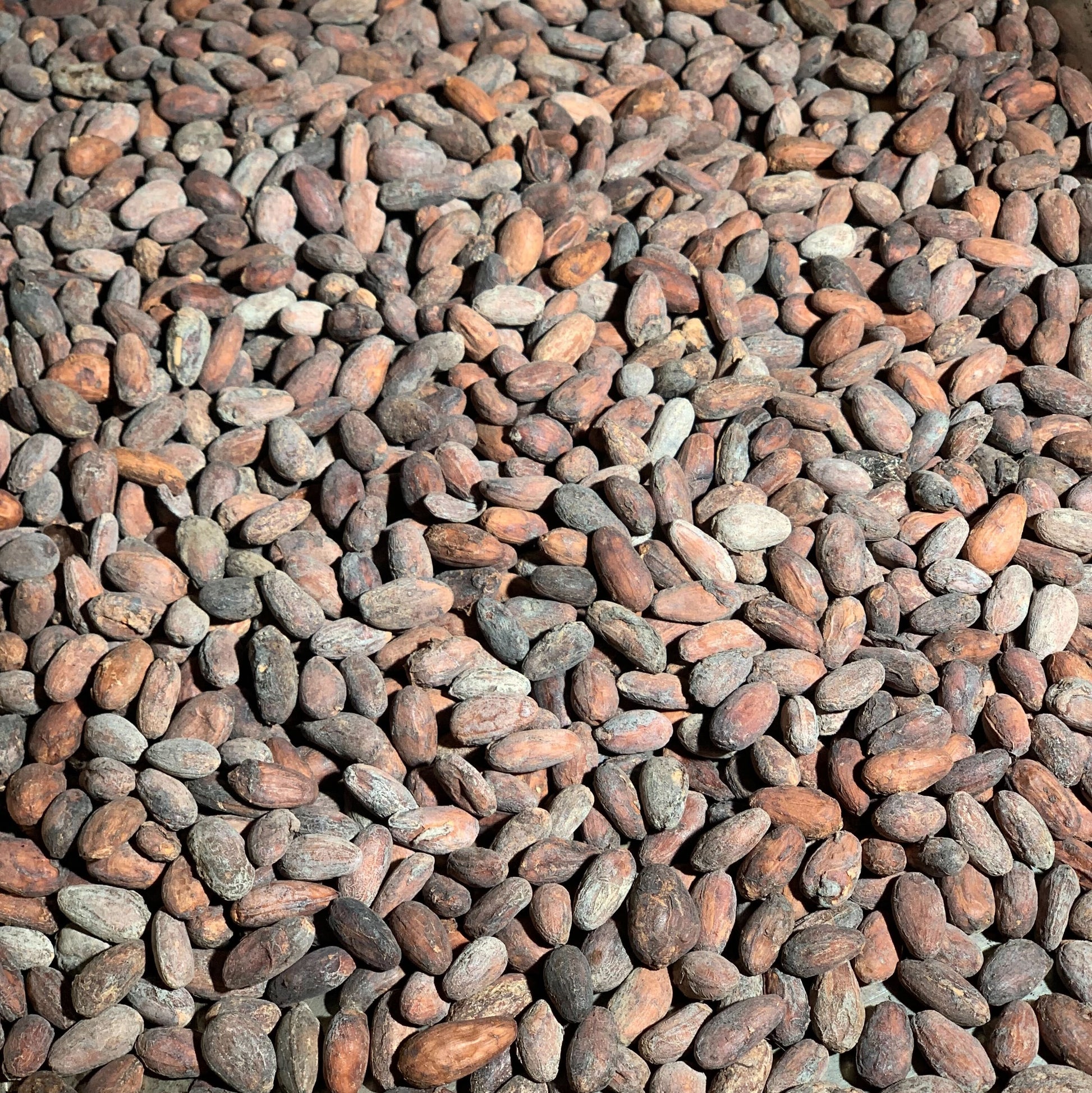 Bolivia - Wild Harvest Three Tribes 2024 Direct Trade