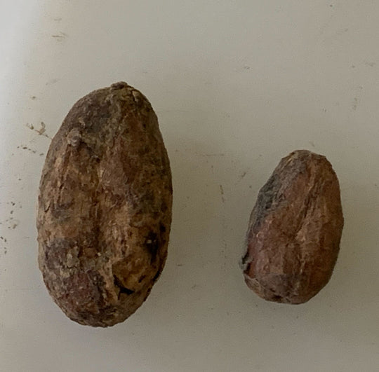 Bolivia - Wild Harvest Tranquilidad Direct Trade 2025