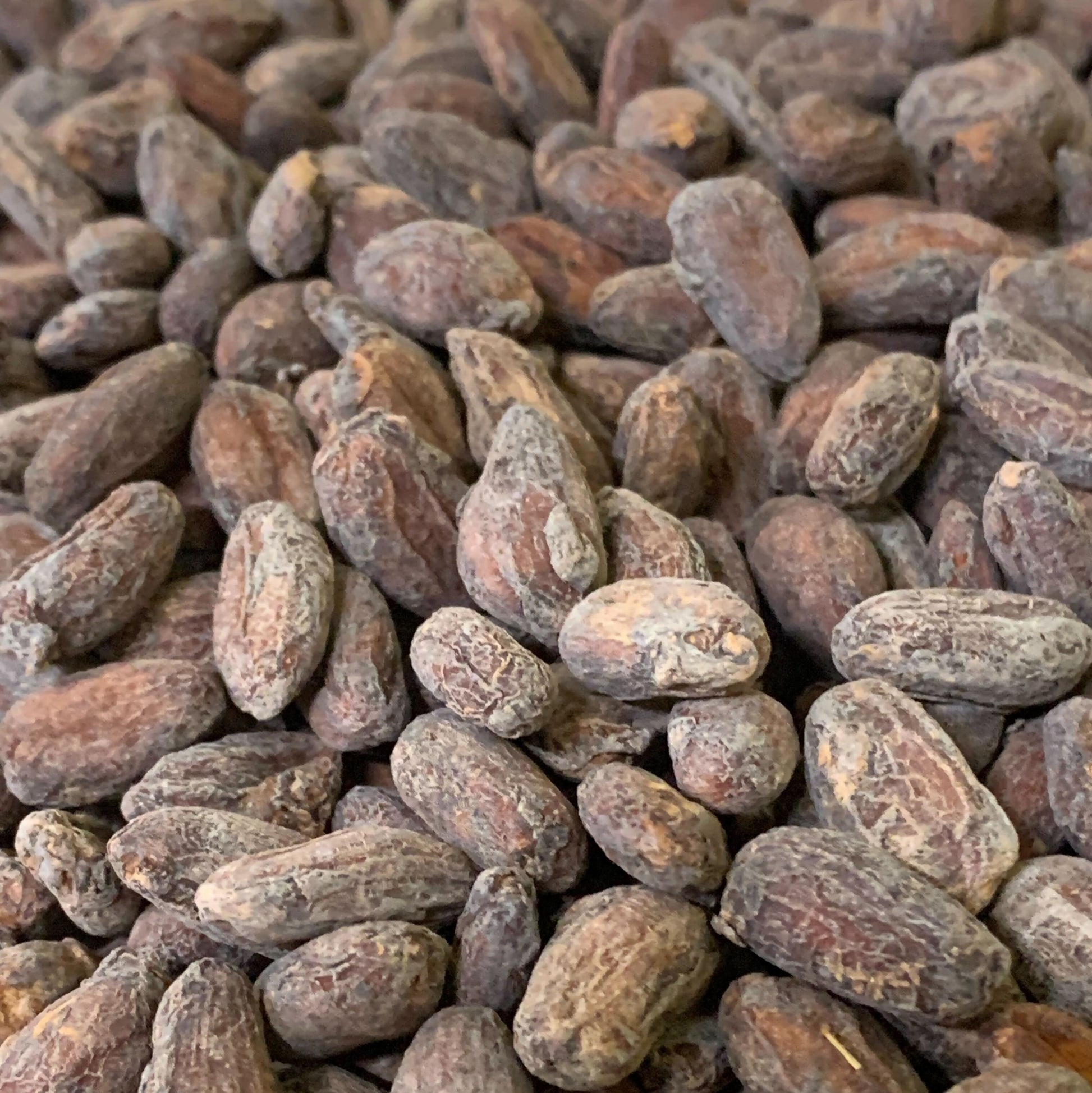 Bolivia - Wild Harvest Tranquilidad Direct Trade 2025