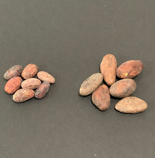 Bolivia - Wild Harvest Three Tribes 2024 Direct Trade