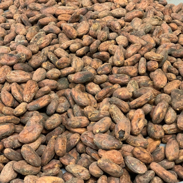 Close-up of cocoa beans in a container