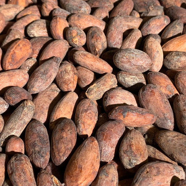 a pile of Bolivia heirloom #1  cacao beans