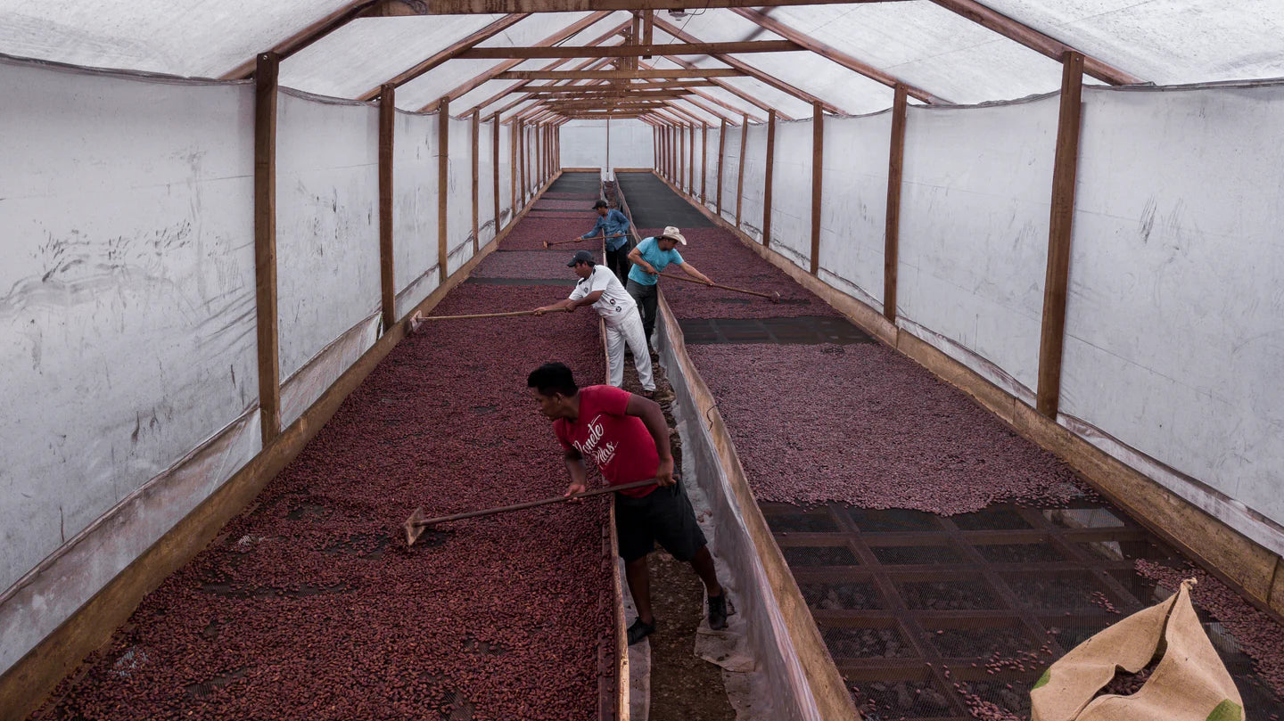 Guatemala Kampura Organic 2026