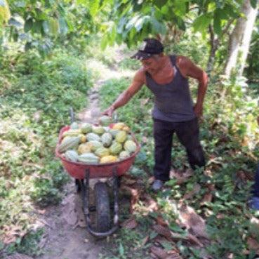 Man pushing a wheelbarrow full of fruits through a forest