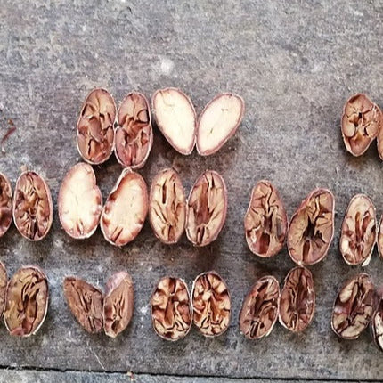 Mexico Almendra Blanca  Finca Frida 2025 Direct Trade