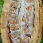 Mexico Almendra Blanca  Finca Frida 2025 Direct Trade