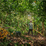 Ghana Kome -Three Mountains Brewing Cacao