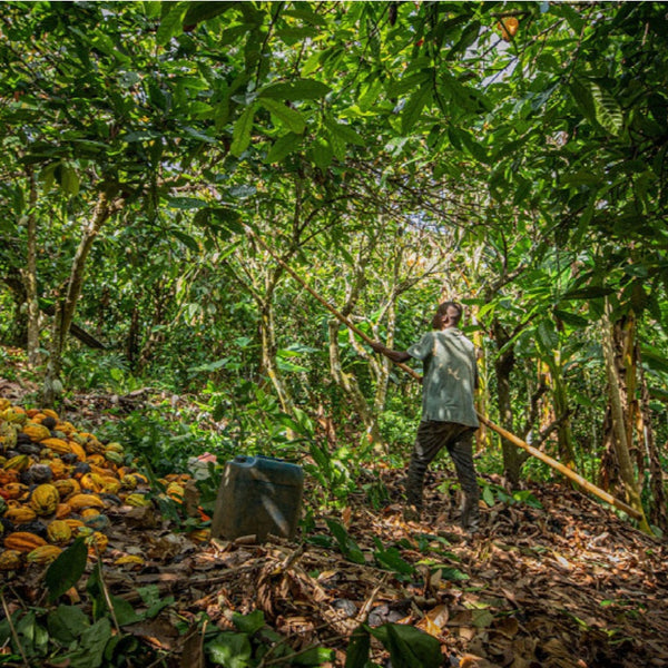 Ghana Kome Three Mountains Brewing Cacao