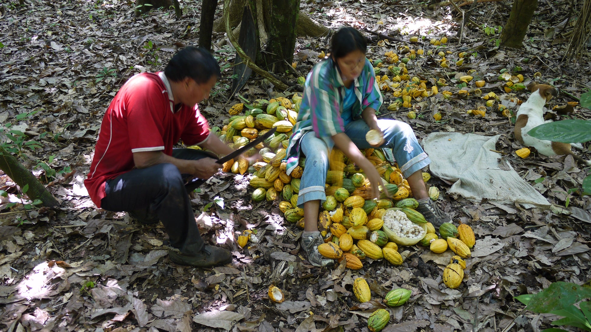 Bolivia - Wild Harvest Three Tribes 2024 Direct Trade