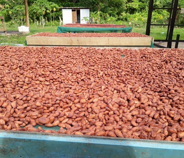 Fiji Rakiraki Direct Trade 2026