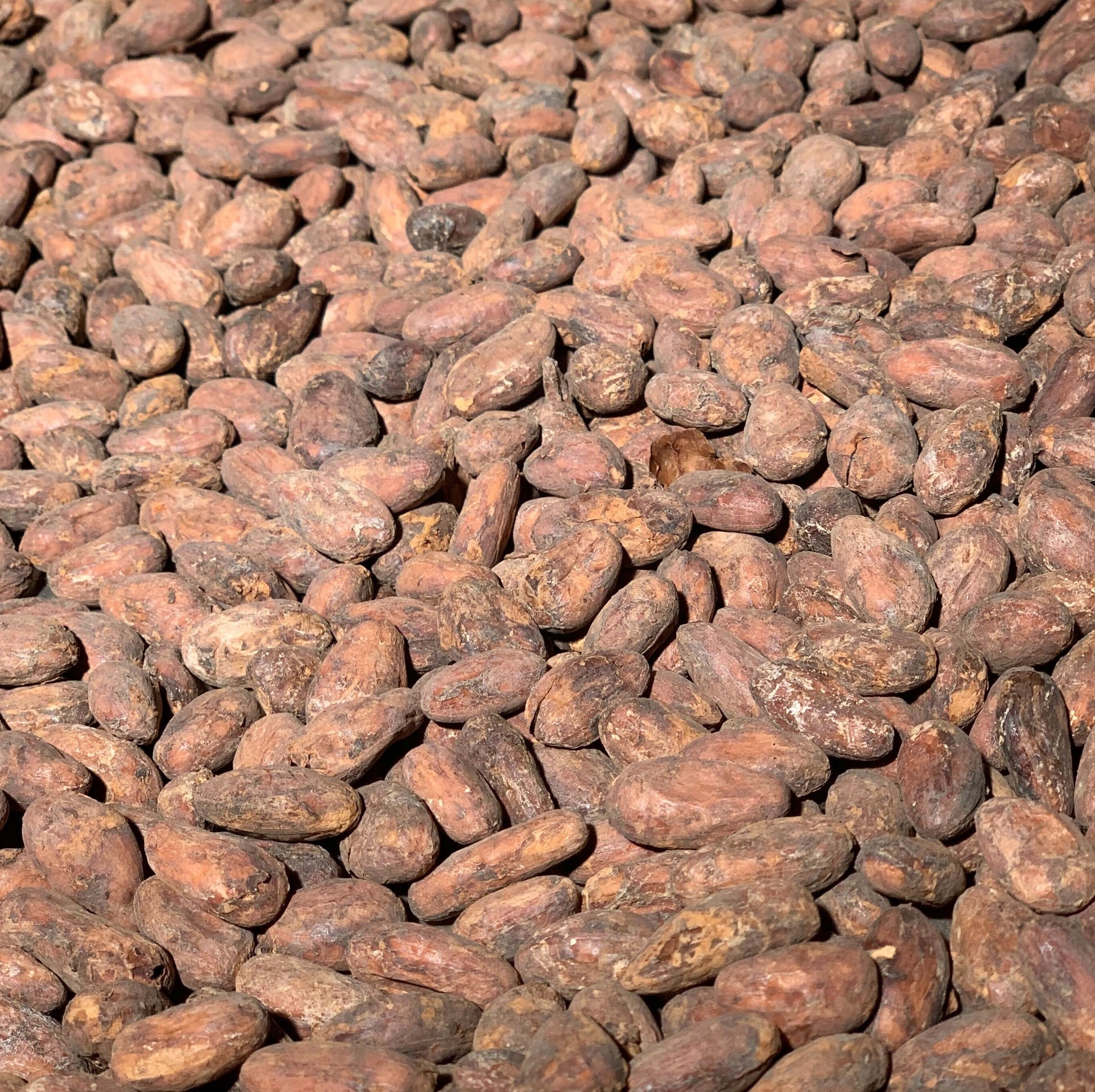 Tanzania Kokoa Kamili Direct Trade Organic 2026