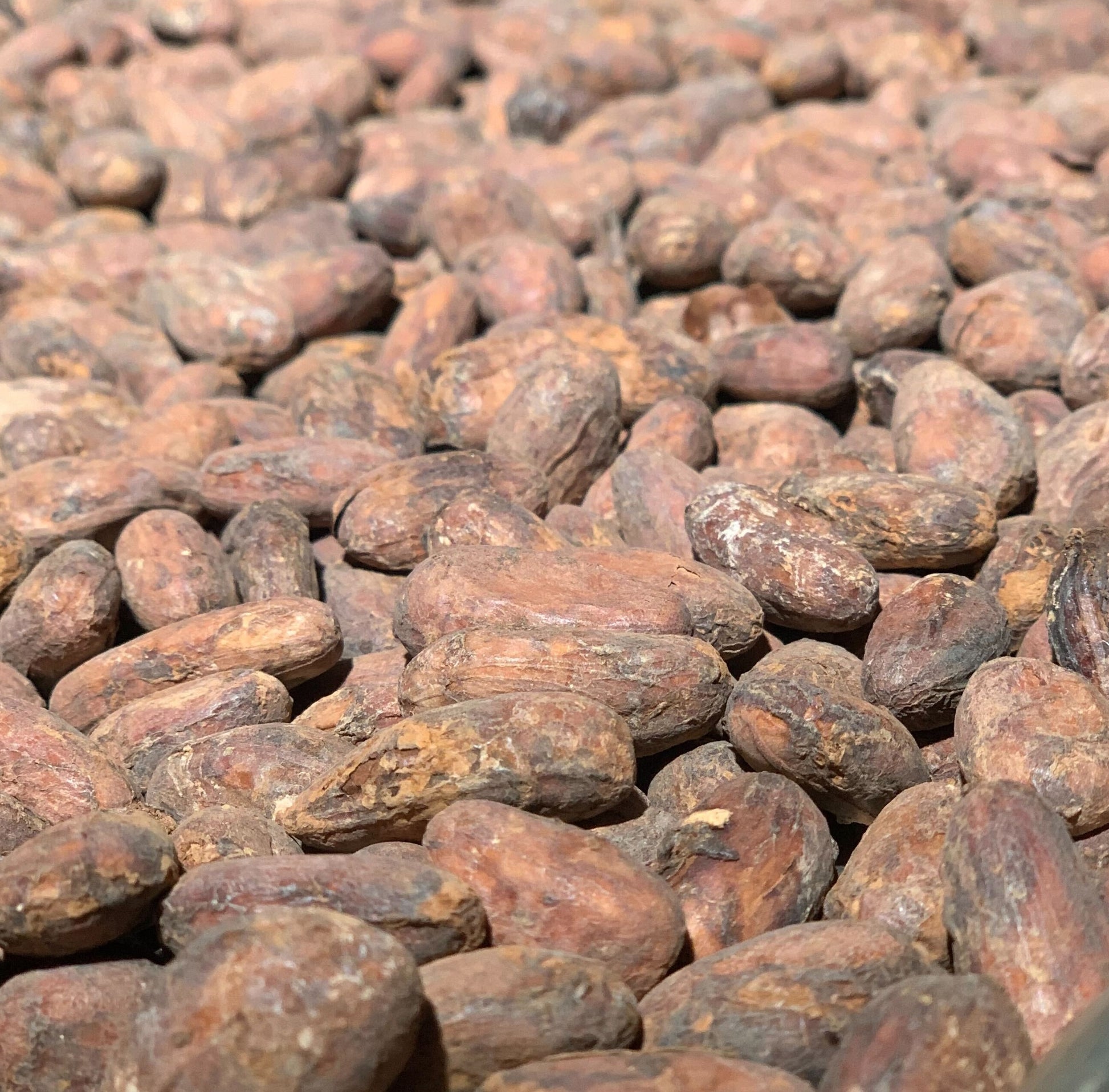 A close-up image of roasted cocoa beans.