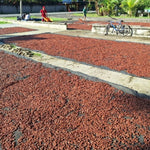 Mexico Agua Escondida Comalcalco Direct Trade 2025