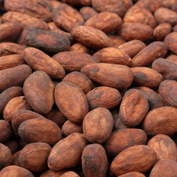 Detailed view of Ecuador Costa Esmeraldas cacao beans with varied red-brown shell texture.