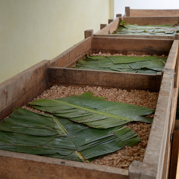 Cacao fermentation boxes lined with banana leaves during Costa Esmeraldas post-harvest processing.