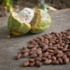 Split cacao pod with wet cacao pulp beside dried Ecuador Costa Esmeraldas cacao beans.