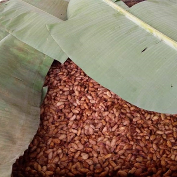 Mexico Agua Escondida Comalcalco Direct Trade 2025