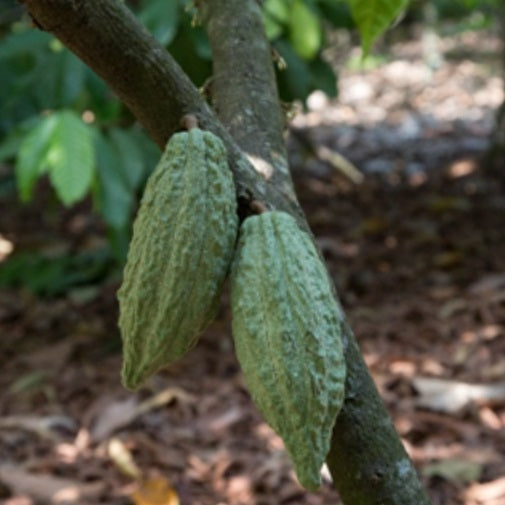 Mexico Agua Escondida Comalcalco Direct Trade 2025