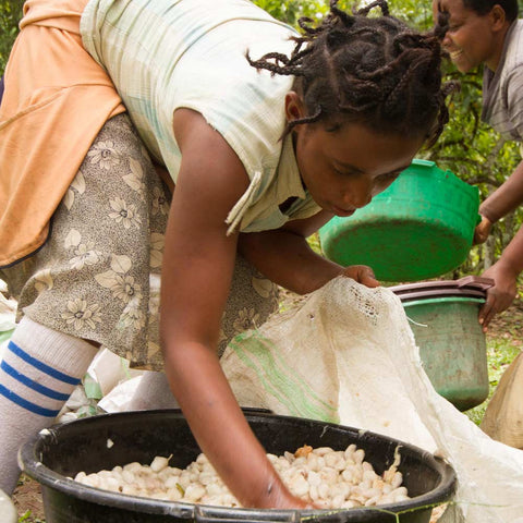 Uganda Semuliki Forest Direct Trade Organic 2025