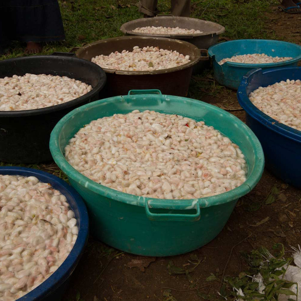 Uganda Semuliki Organic Brewing Cacao