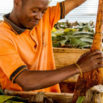 Uganda Semuliki Organic Brewing Cacao