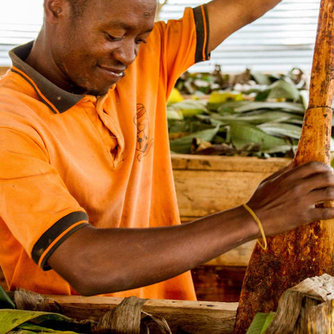 Uganda Semuliki Forest Direct Trade Organic 2025