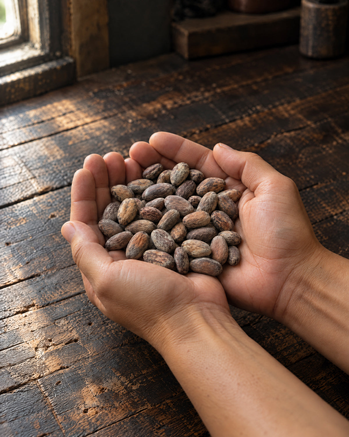 Two cupped hands holding Walikeewa cacao beans in soft window light.