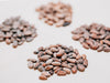 Sample Roasted Cocoa Beans