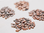 Sample Roasted Cocoa Beans