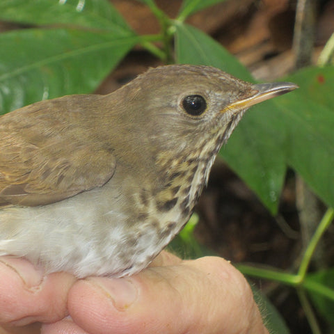 Dominican Republic Zorzal Direct trade Organic 2025