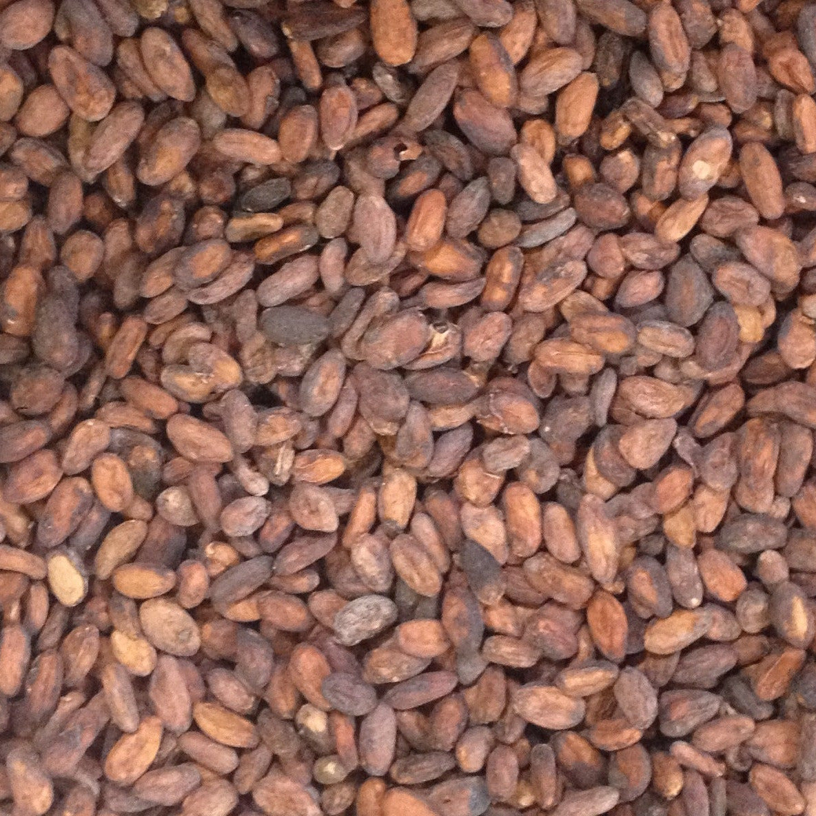 cocoa plant in india India Idukki Hills 2025 Cacao Beans & Nibs – Chocolate Alchemy