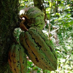 Mexican Ruby Lavados (washed / unfermented) Sandy/Iris 2024