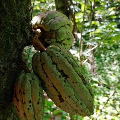 Mexican Ruby Lavados (washed / unfermented) Sandy/Iris 2024