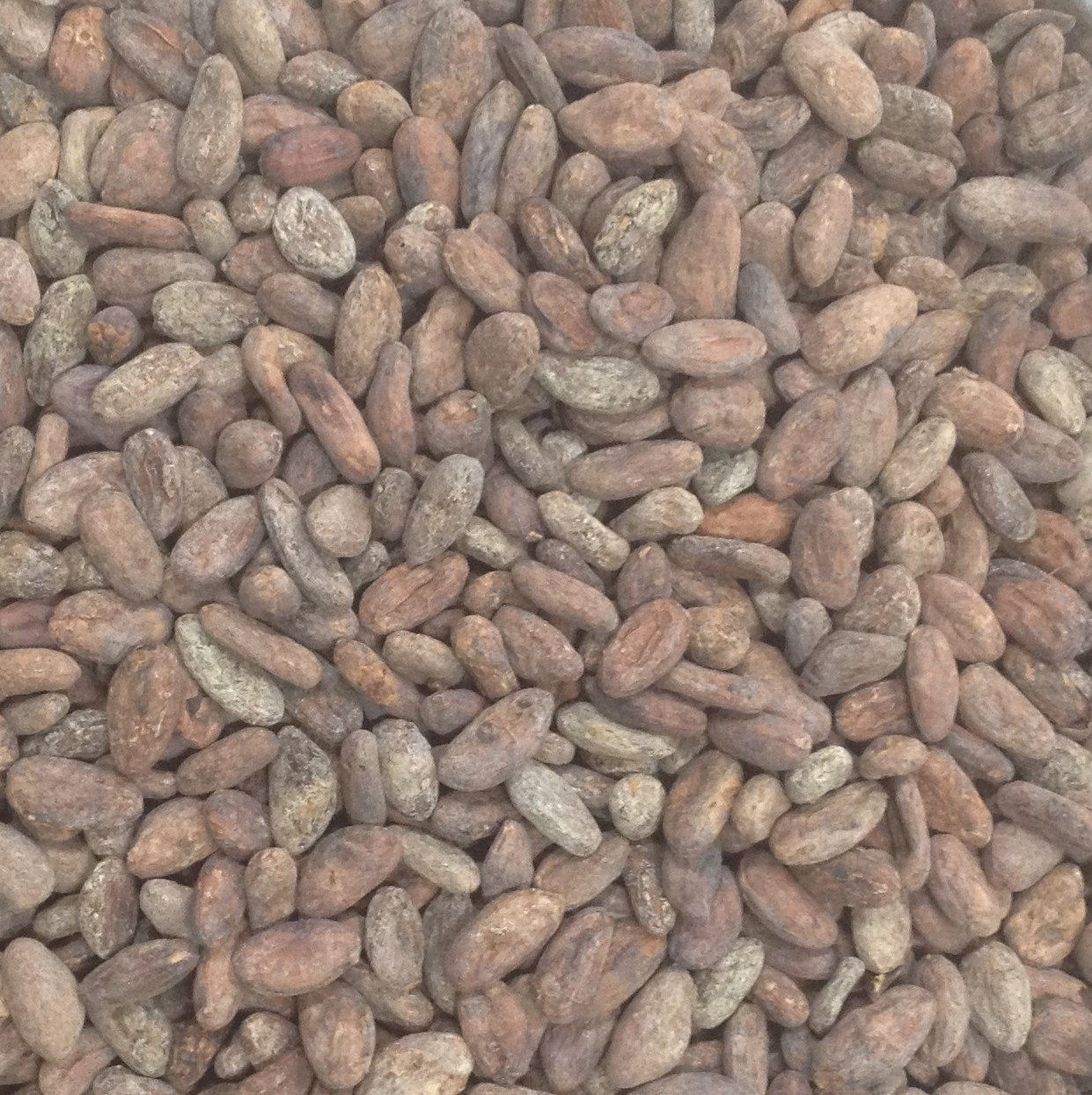 Dominican Republic Zorzal Direct Trade Organic 2025