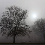 Fog Lifter - Organic Brewing Cacao