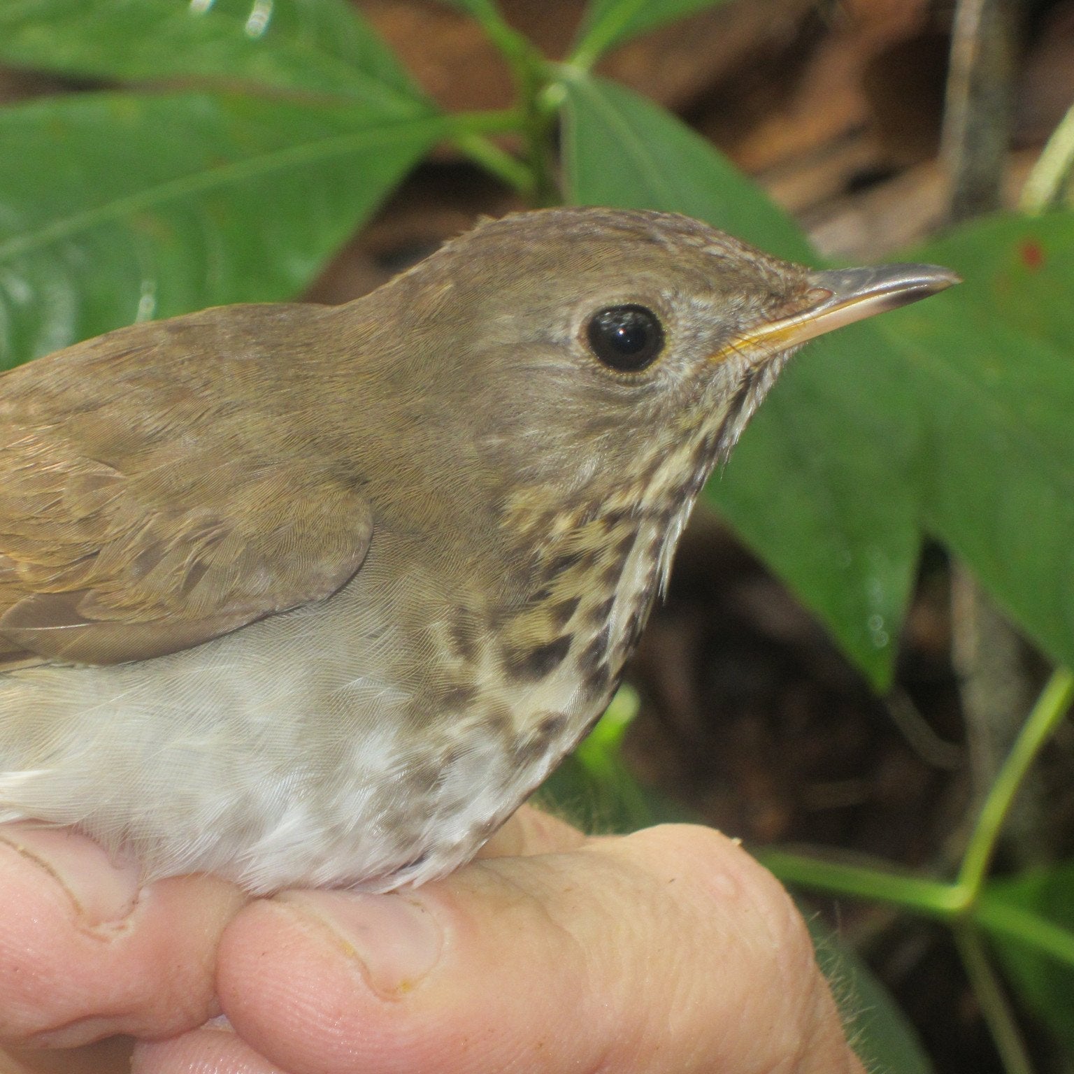 Close-up of a Bicknell’s thrush against green forest foliage